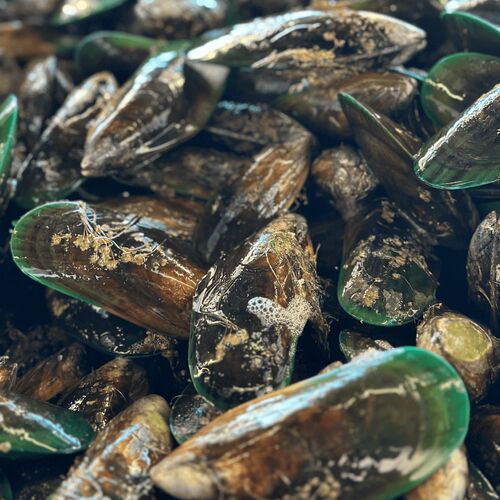 Mussels
