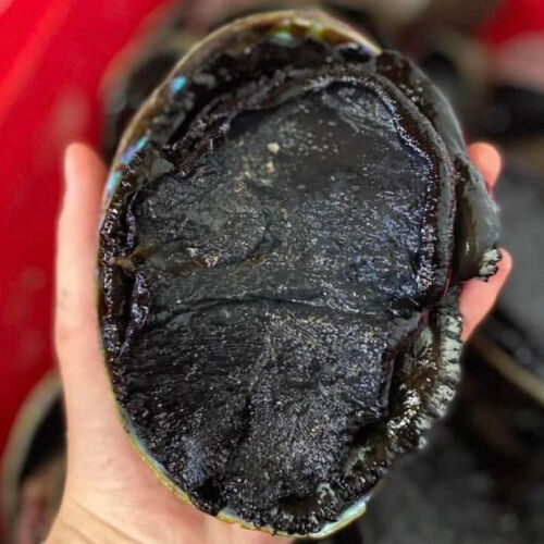 Paua