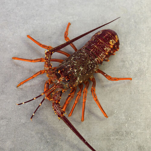 Crayfish