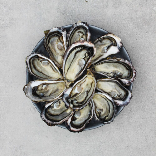 Oysters