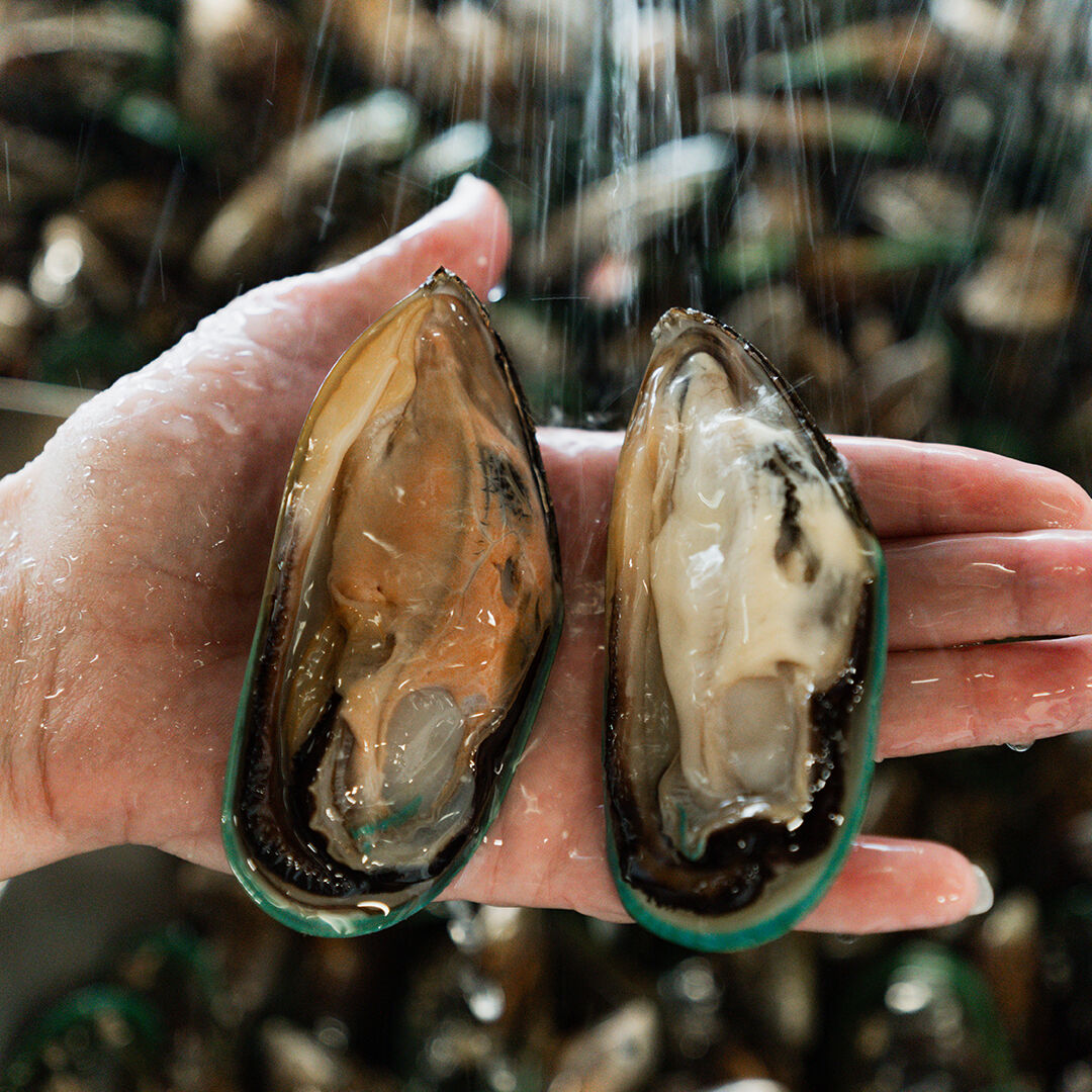 Live Mussels 1KG