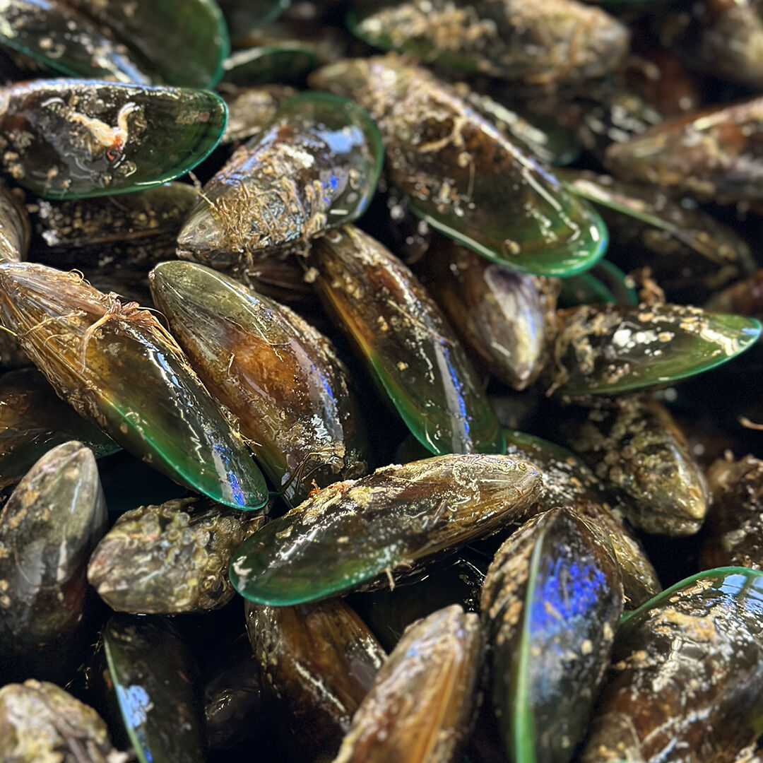 Live Mussels 1KG