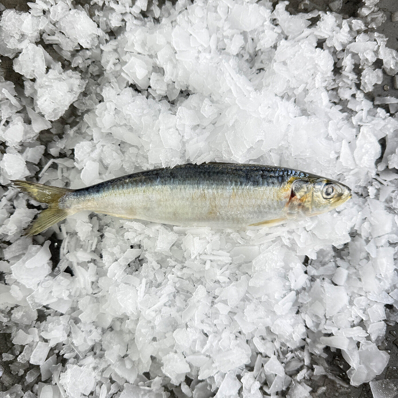 Whole Sardines (Whole) 1KG