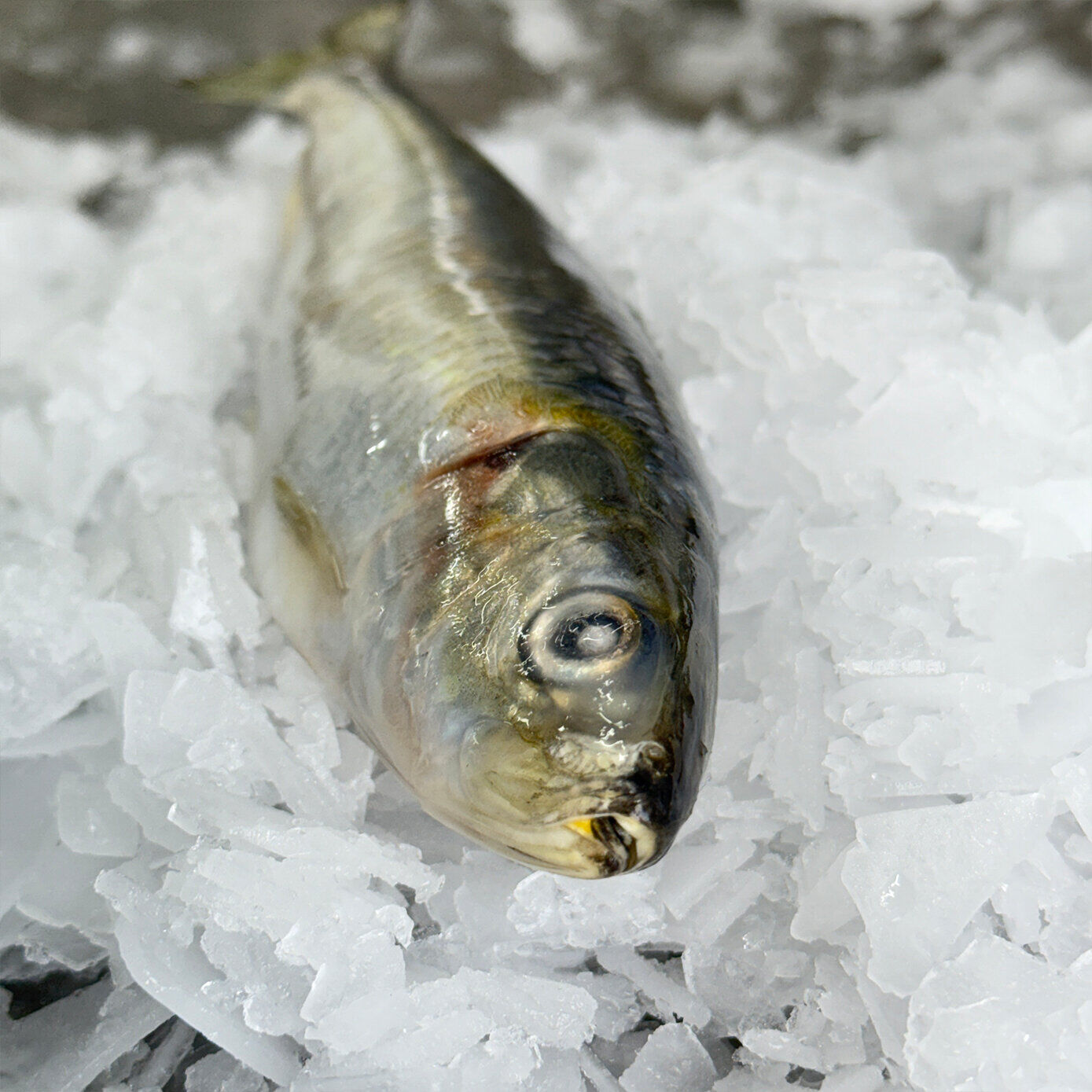Whole Sardines (Whole) 1KG