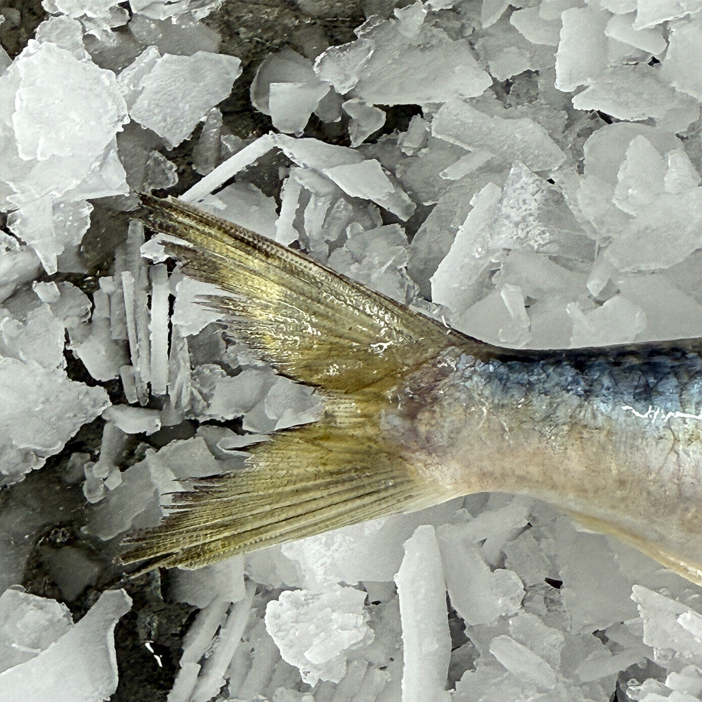 Whole Sardines (Whole) 1KG