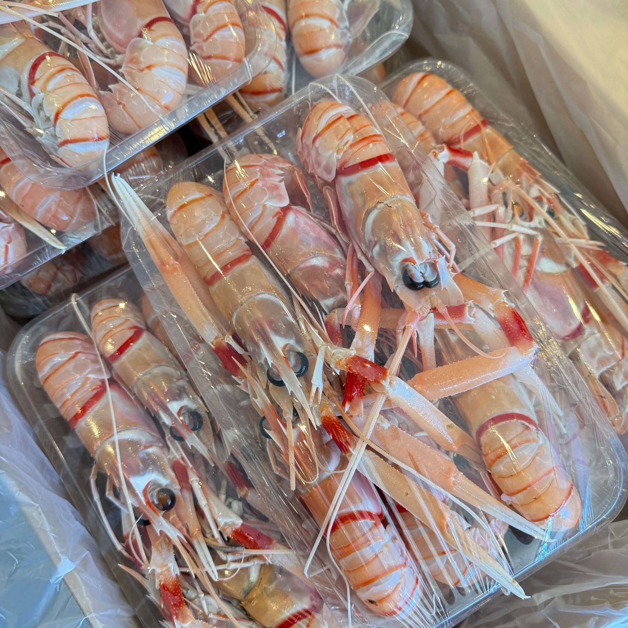 Scampi (Locally Caught)