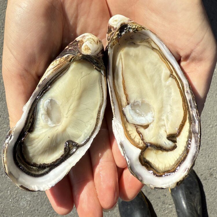 Te Kouma Oysters (Dozen)