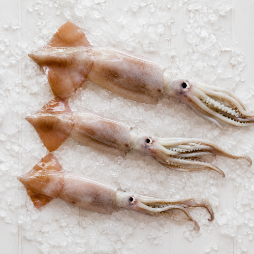 Fresh NZ Squid 1KG