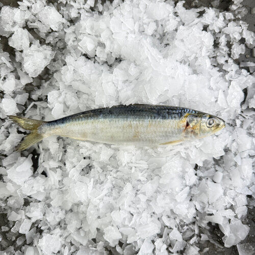 Whole Sardines (Whole) 1KG