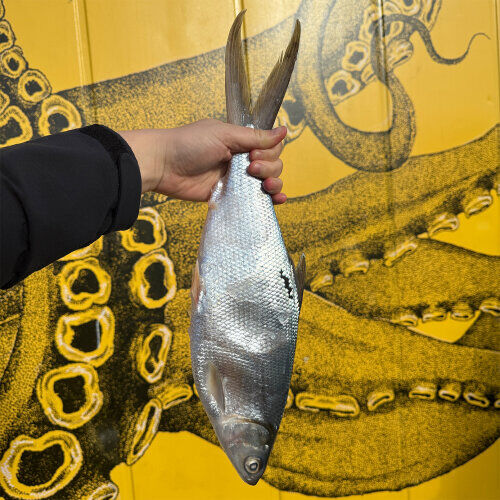 Whole Milkfish (Frozen) Each