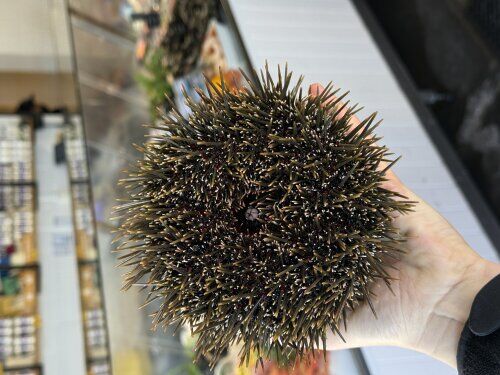 Kina In The Shell (Fresh) 1KG