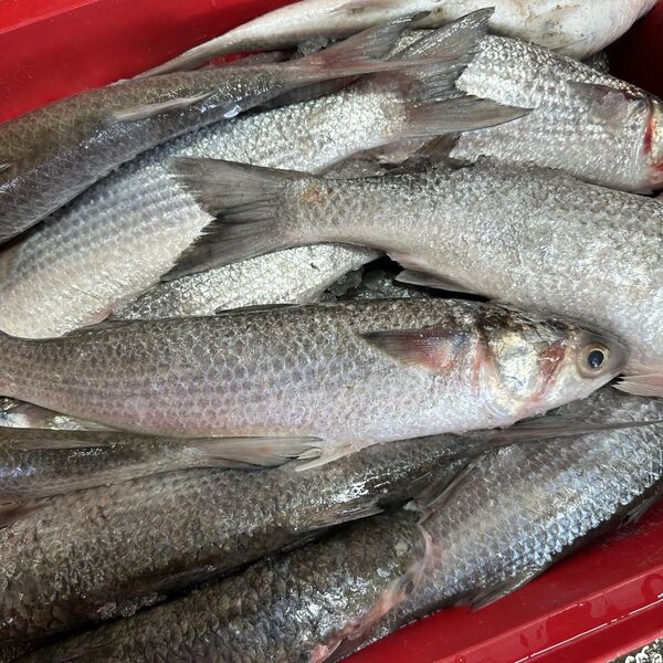 Whole Mullet 1KG