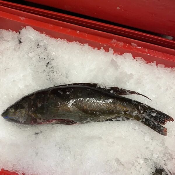 Whole Butterfish 1KG