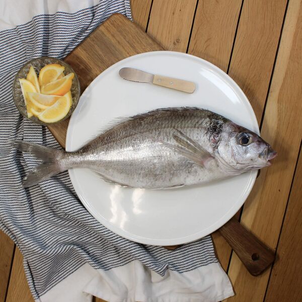 Whole Tarakihi 1KG