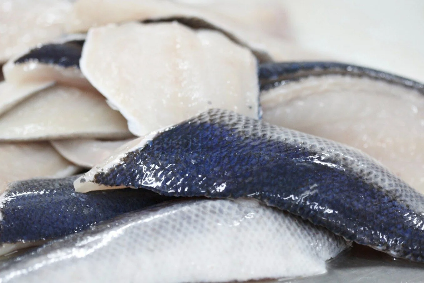 Chatham Blue Cod