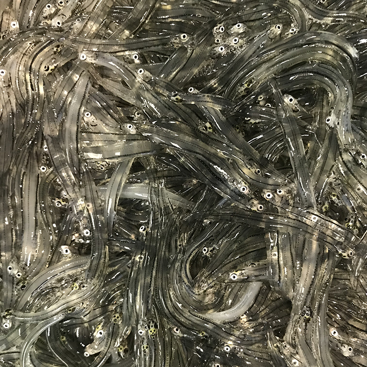 Buy Seafood Online