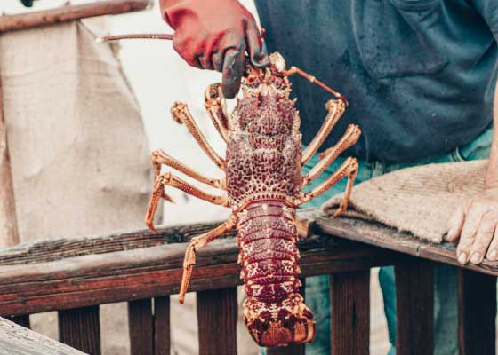 lobster